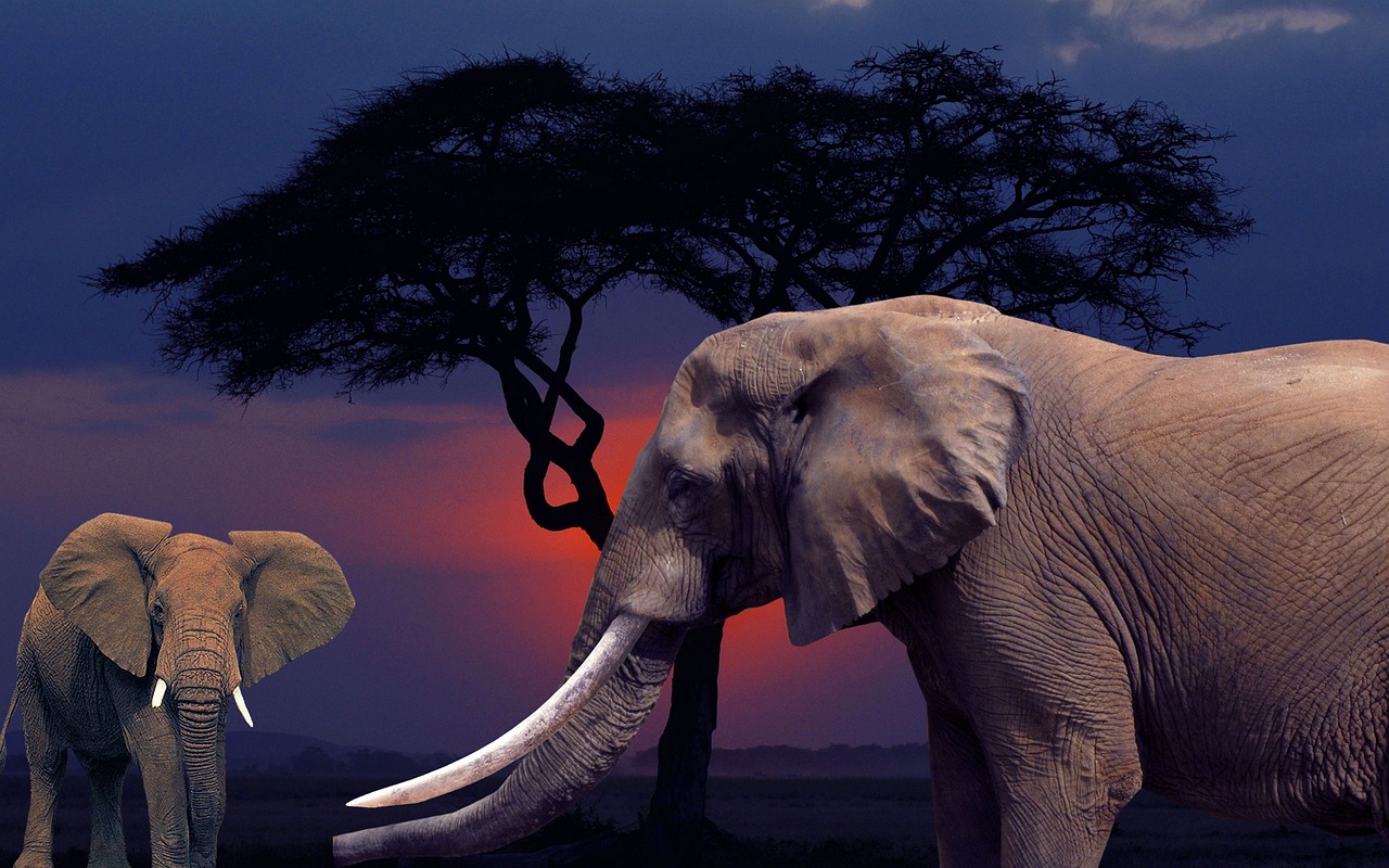 elephants savannah africa