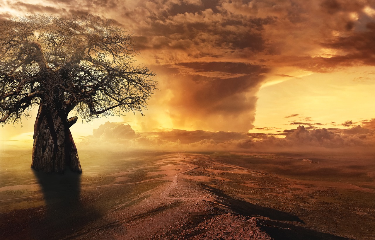 african baobab tree dusk epic landscape
